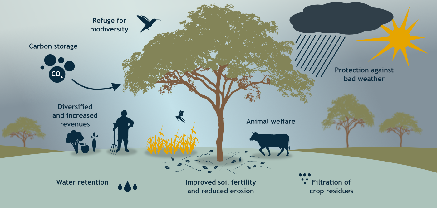 An illustration showing a tree surrounded by crops, a farmer and a cow. Different items of the illustration reveal the various benefits of a tree wihtin agroforestry projects.